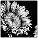 JHMcPhee Photography