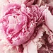 The Floral Healer