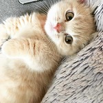 Happy Cats