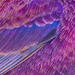 Nebula Finch