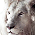 avtar