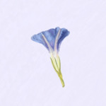 Petunia Prints