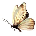 RushkinaAntonina