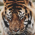 avtar