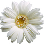 avtar