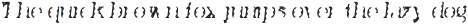 TacoFillDosPlain-BoldItalic otf (700)