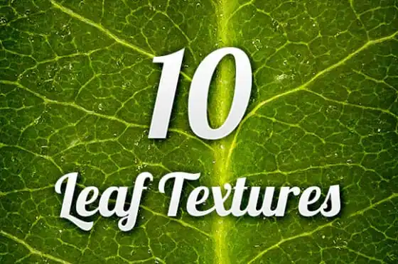 leaf-textures-pack-001-f