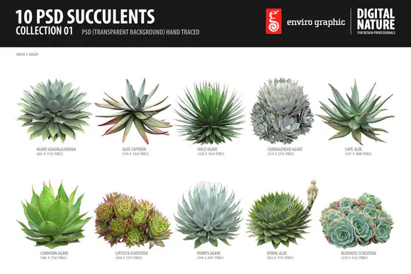 10 PSD Succulents Collection by envirographic