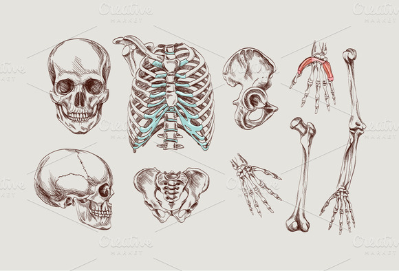 Human Anatomy Hand Drawn Elements