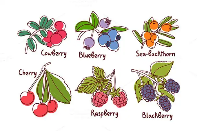 cm-blog-berries