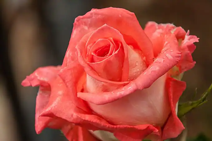 community-update-rose