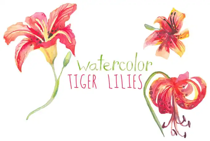community-update-tigerlilies