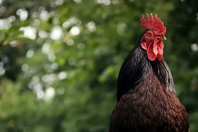 community-update-rooster