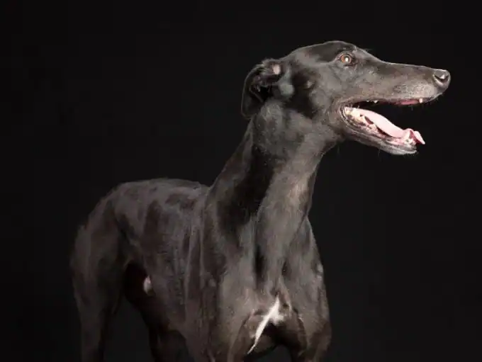 canine-noir-tumblr-themes.jpg